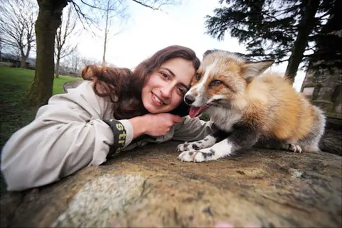 Rescued Fox Raised By Humans Thinks He’s A Dog