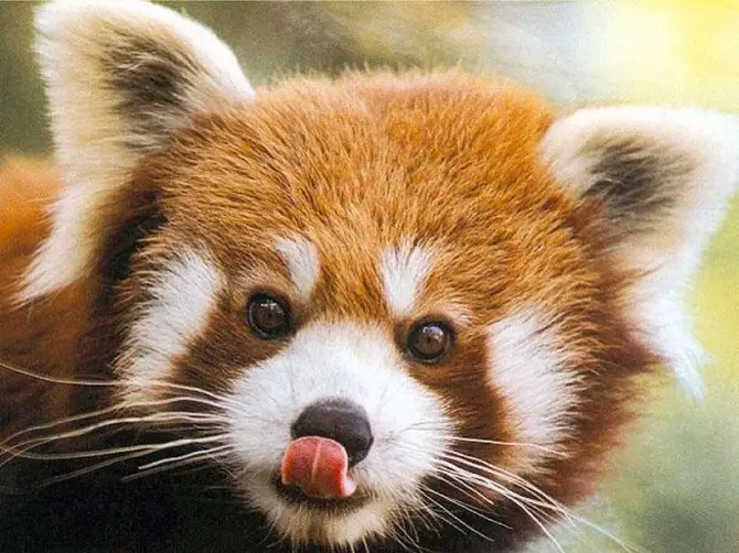 Red Panda Lick