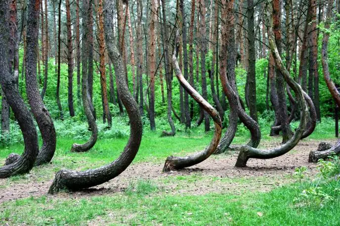 The Crooked Forest, Gryfino