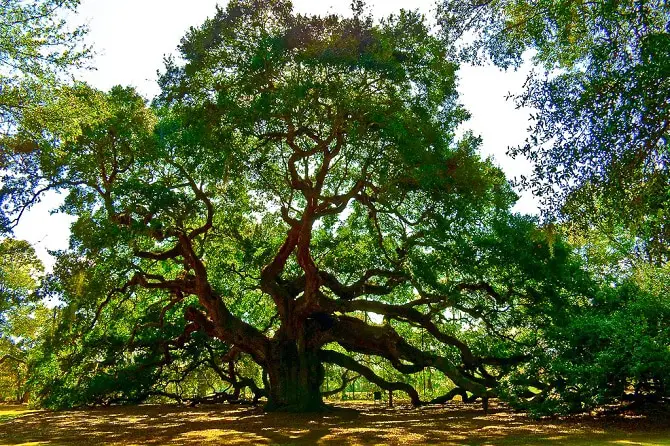 Angle Oak Tree