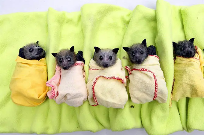 Adorable Bats