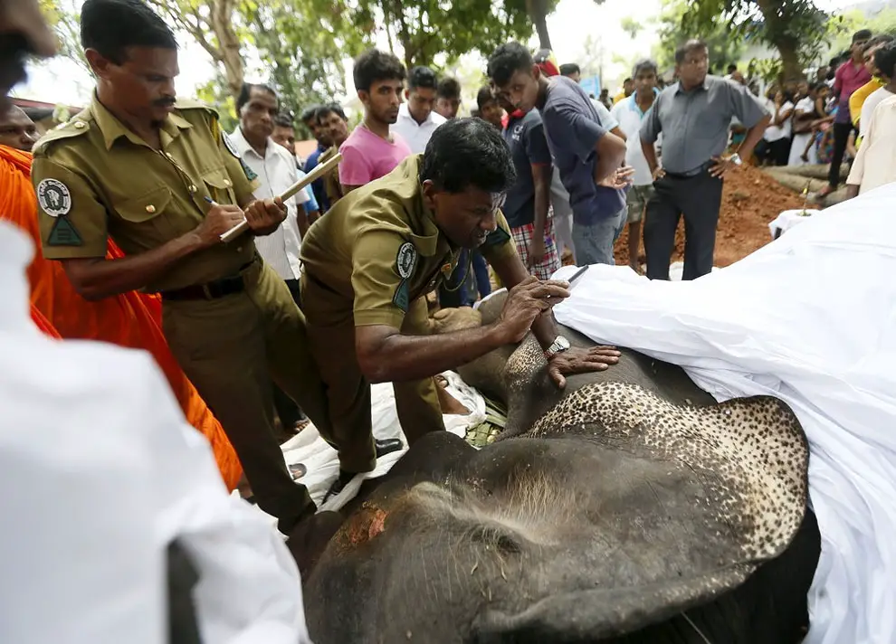 An officer from Wild Life takes pictures of the dead body of elephant Hemantha before the religious ceremony at a Buddhist temple in Colombo March 15, 2016.