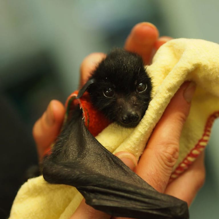 They Are The Night - The Most Adorable Baby Bats