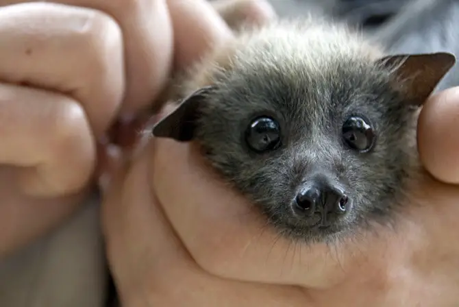 Baby Bats