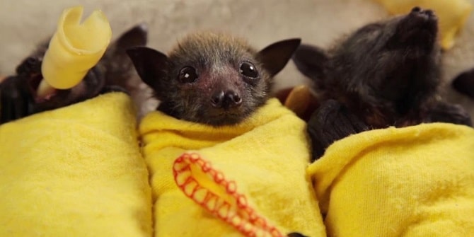 Baby Bats