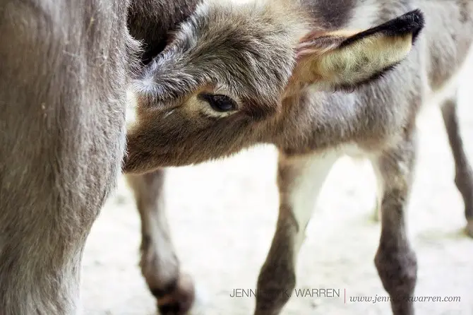 Baby Donkey