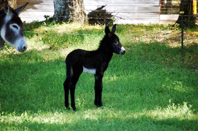 Baby Donkey