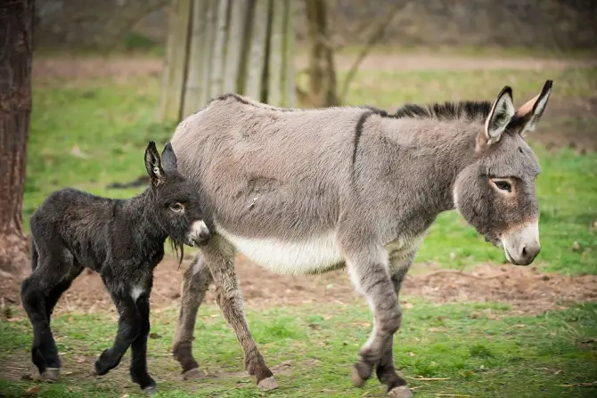 Baby Donkey