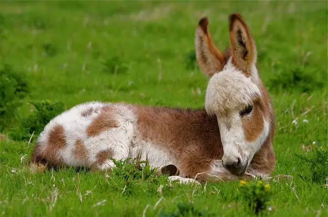 Baby Donkey