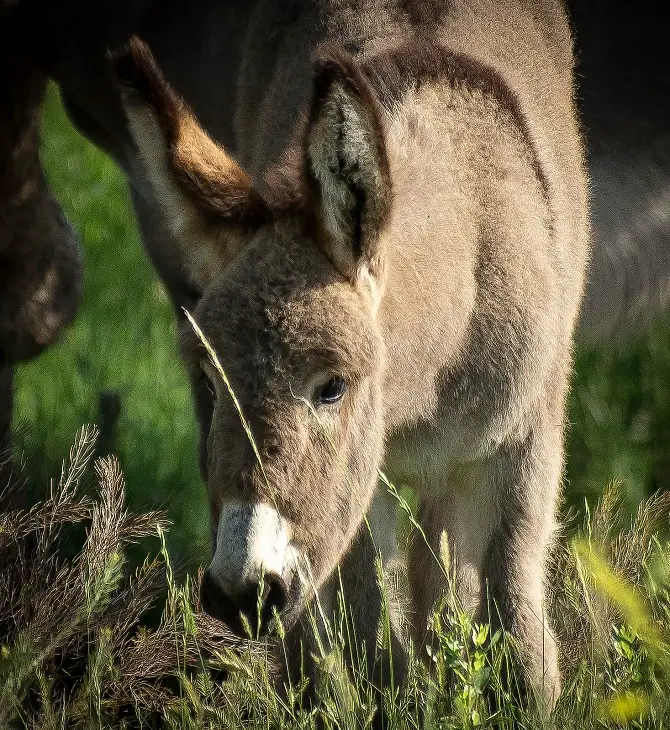 Baby Donkey