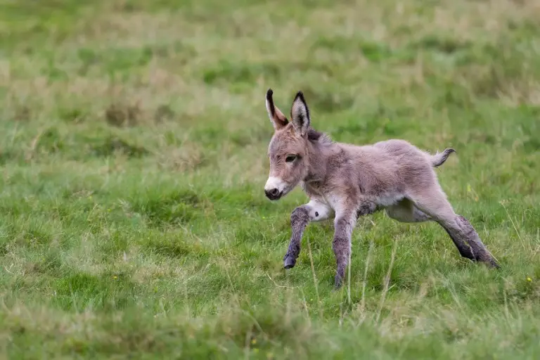 baby donkey with mother
