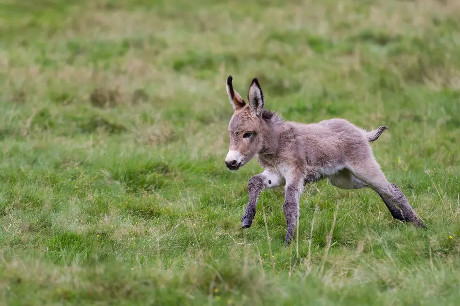 Baby Donkey