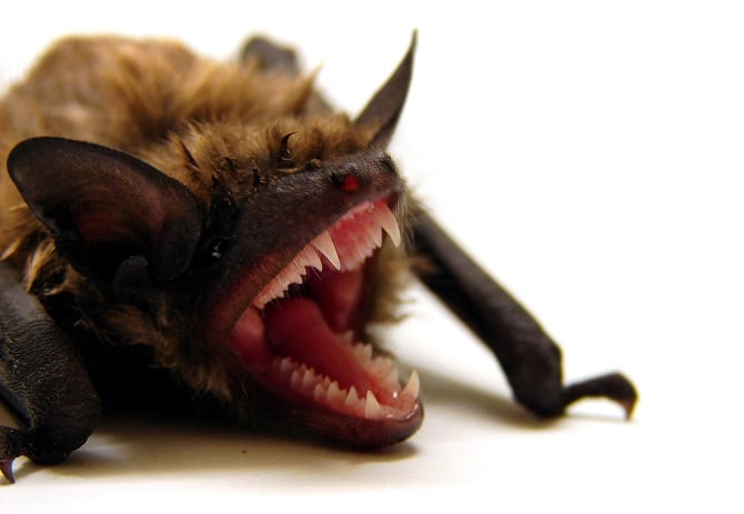 Bat Smile