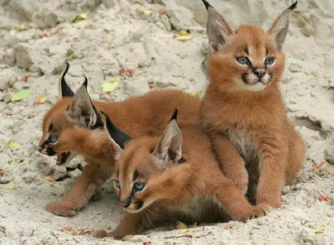 Caracals