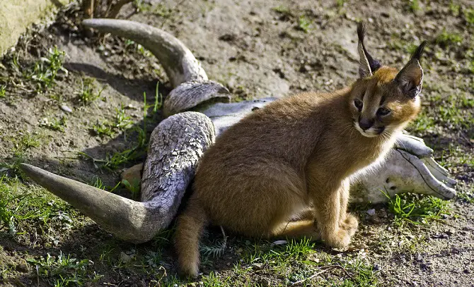 Caracals