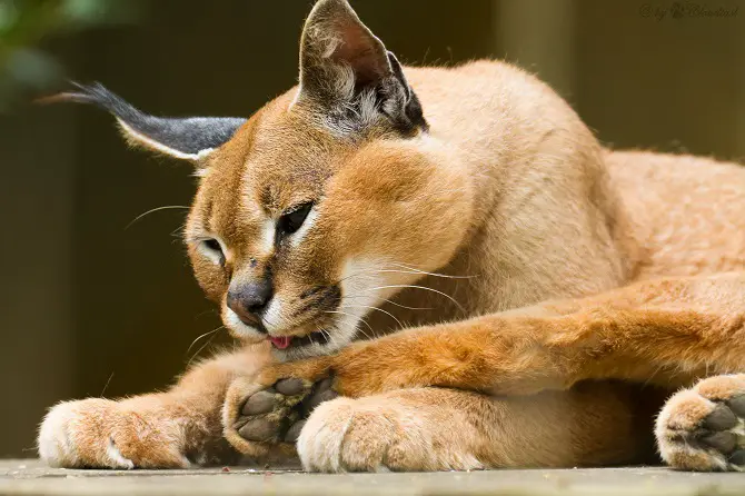 Caracals