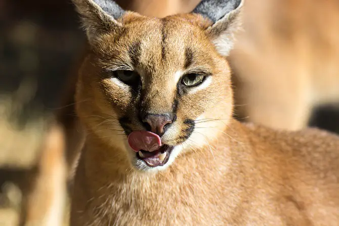 Caracals