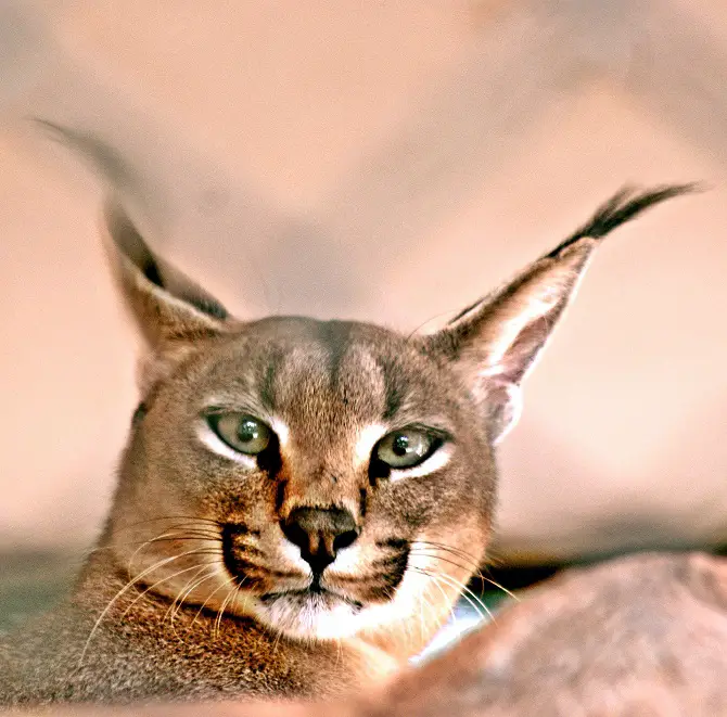 Caracals