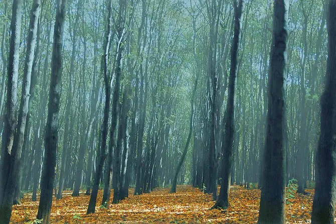 Chisinau Park