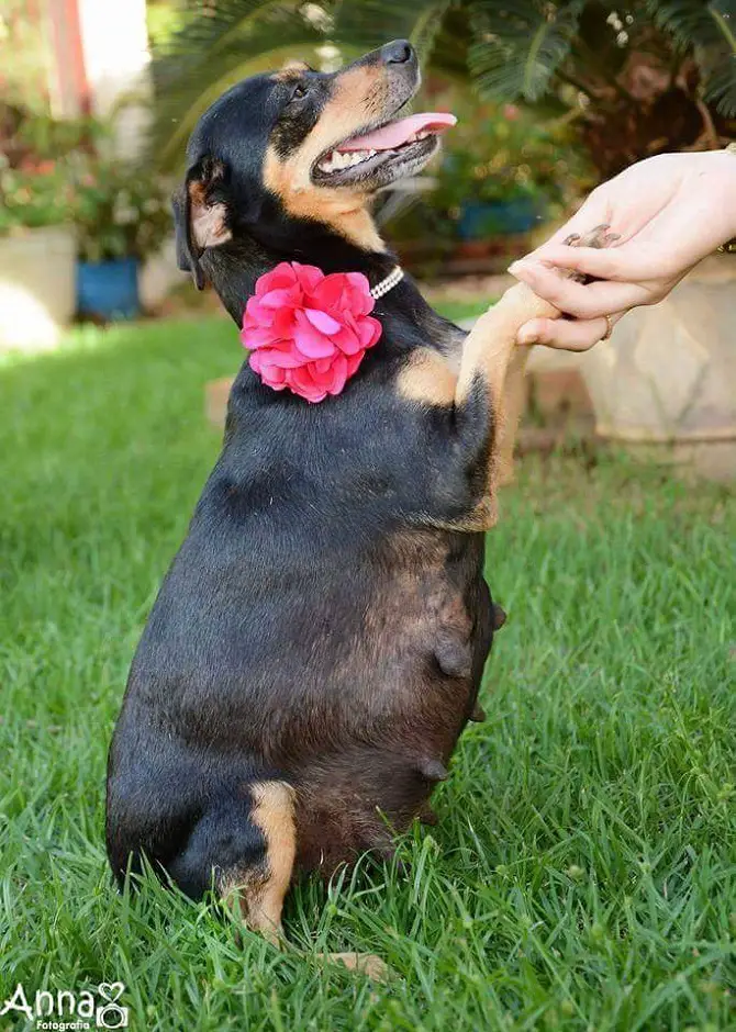 Dog Maternity Photoshoot