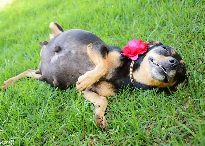 Dog Maternity Photoshoot