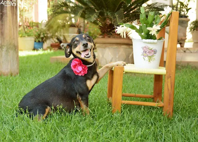 Dog Maternity Photoshoot