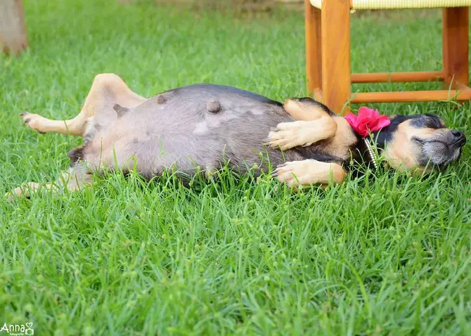 Dog Maternity Photoshoot