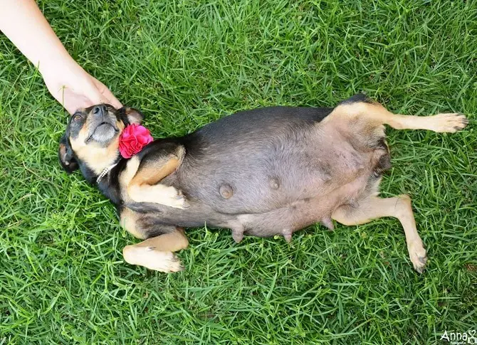 Dog Maternity Photoshoot