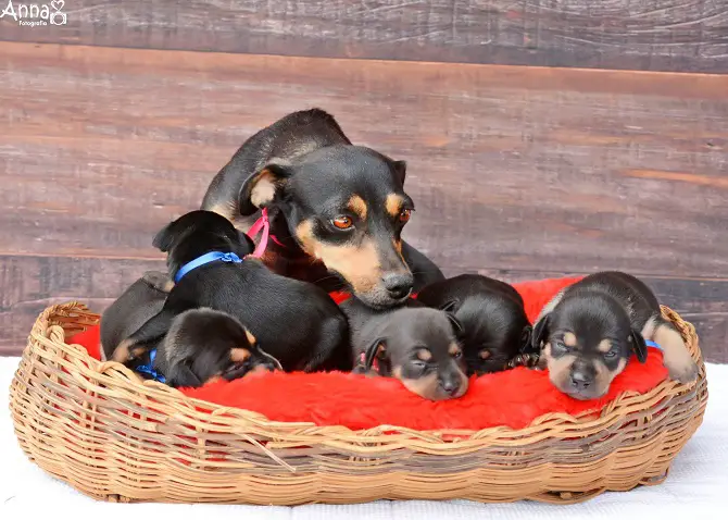 Dog Maternity Photoshoot Followup