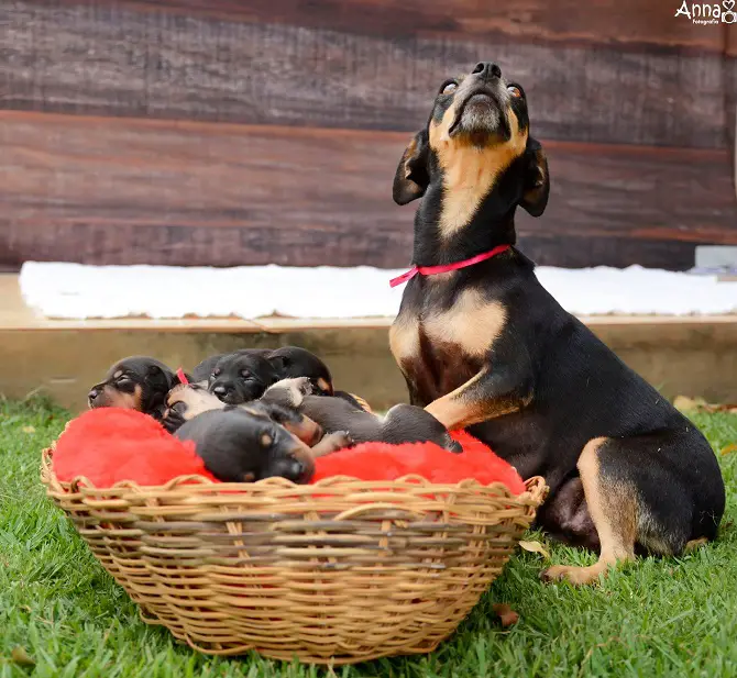 Dog Maternity Photoshoot Followup