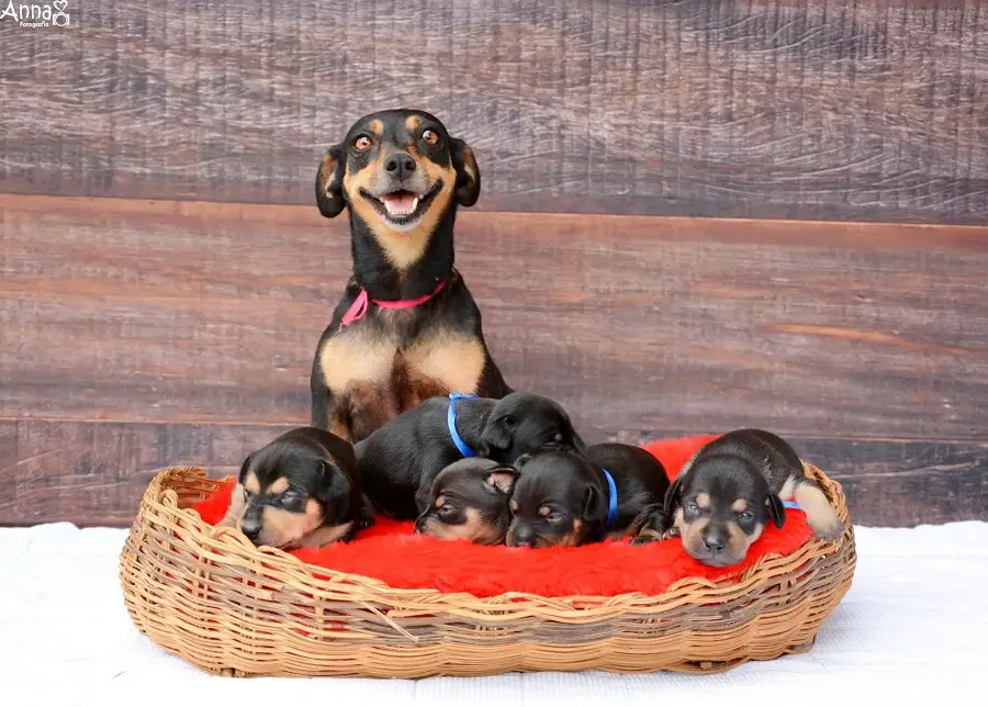 Dog Maternity Photoshoot Followup