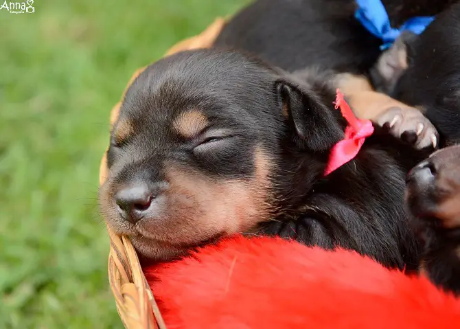 Dog Maternity Photoshoot Followup