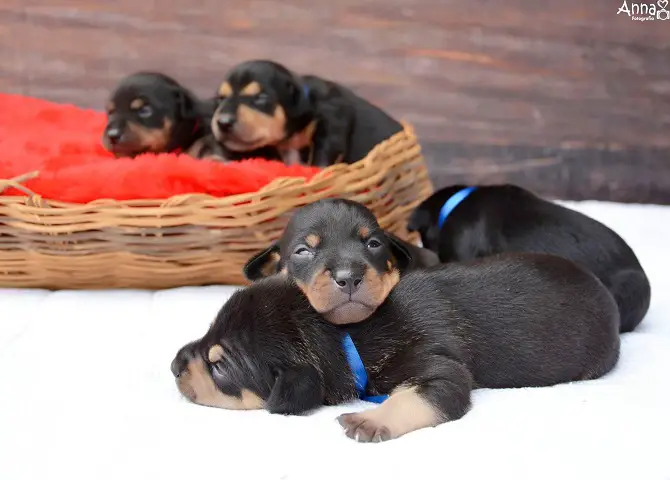 Dog Maternity Photoshoot Followup