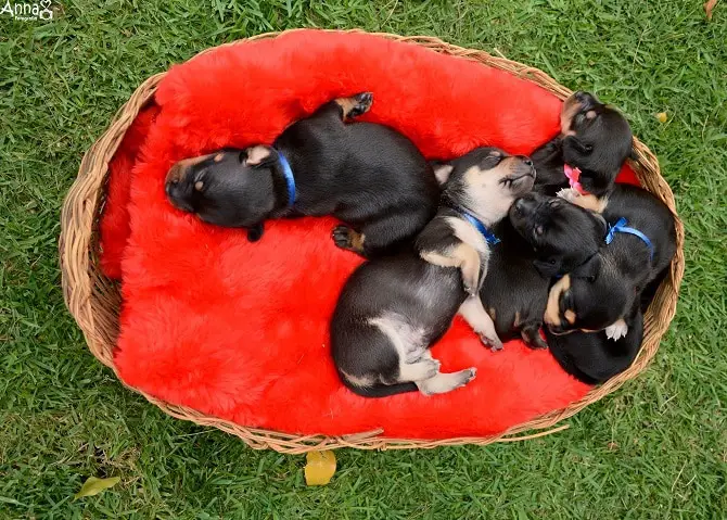 Dog Maternity Photoshoot Followup