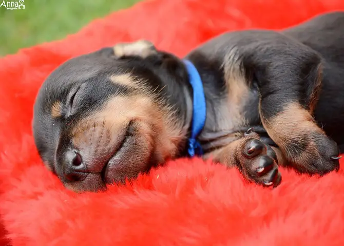 Dog Maternity Photoshoot Followup