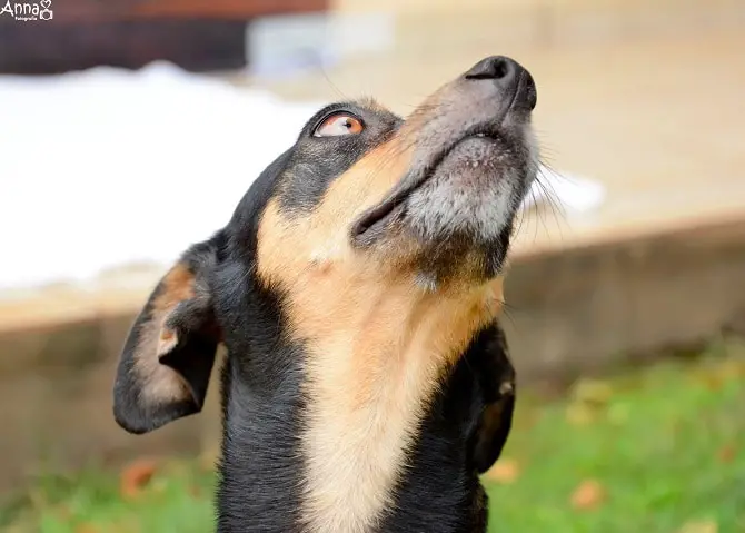 Dog Maternity Photoshoot Followup