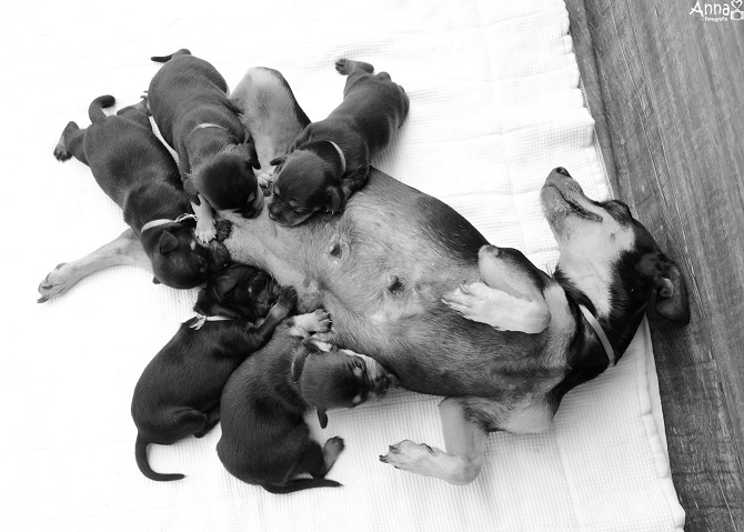 Dog Maternity Photoshoot Followup
