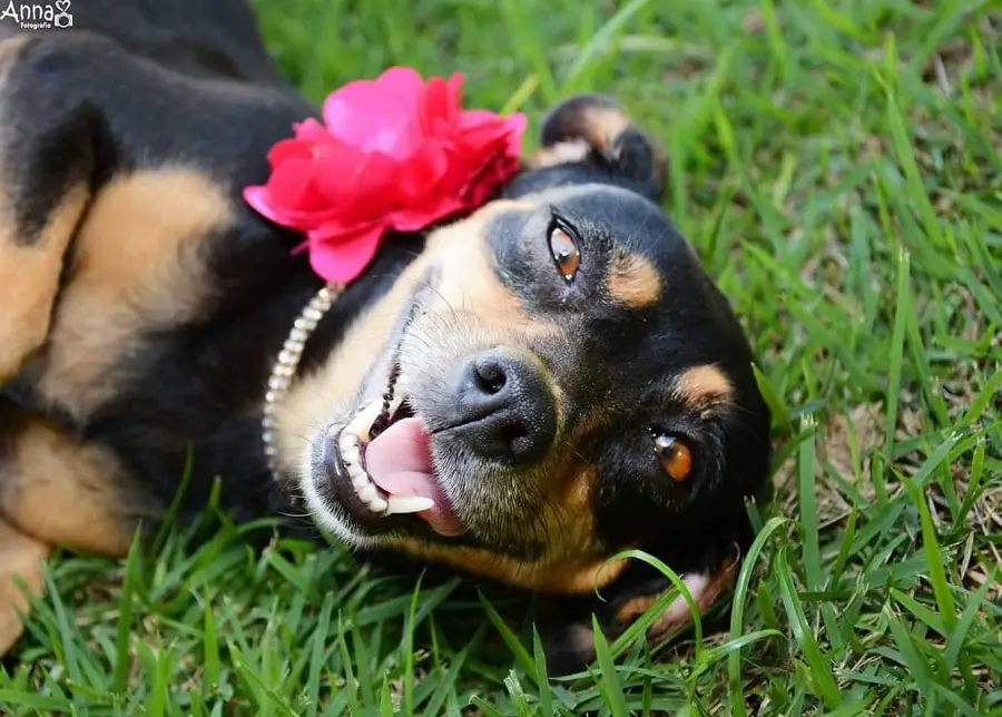 Dog Maternity Photoshoot