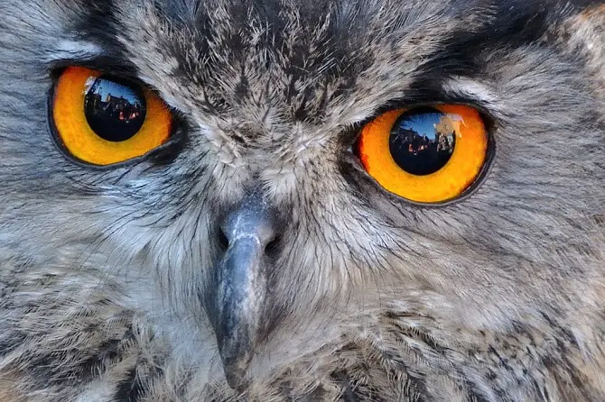 Eagle Owl