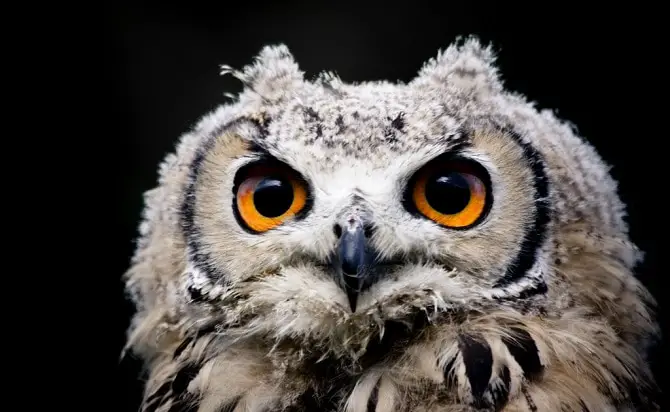 Eagle Owl