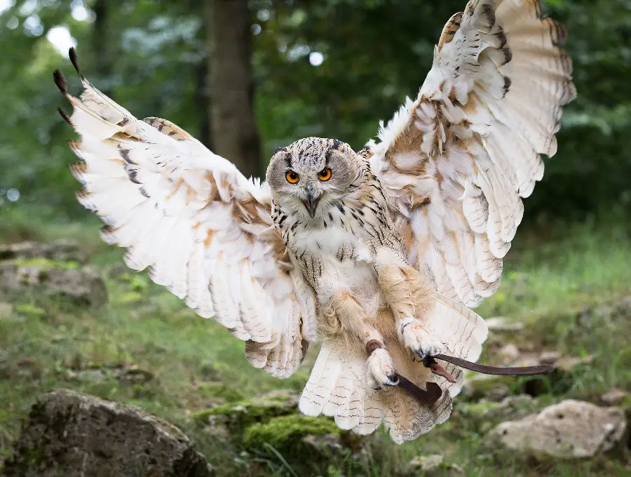 Eagle Owl