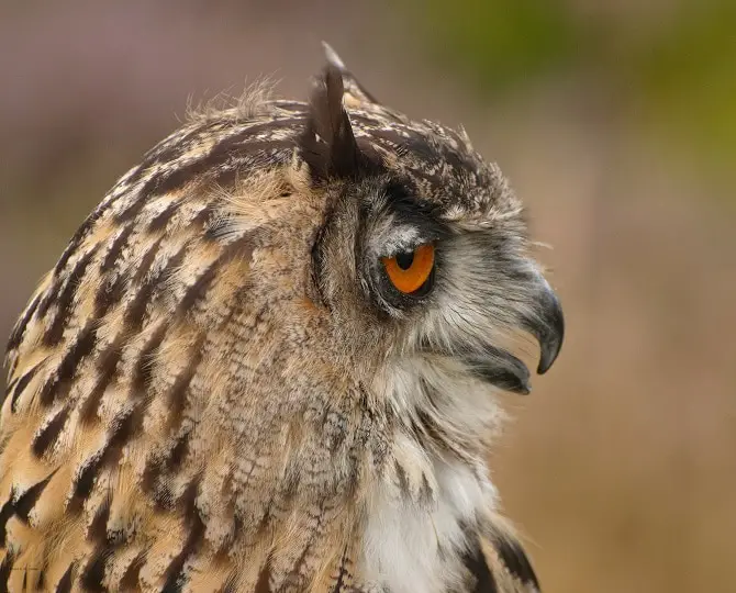 Eagle Owl