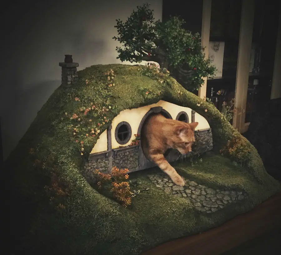 Frodo the cat