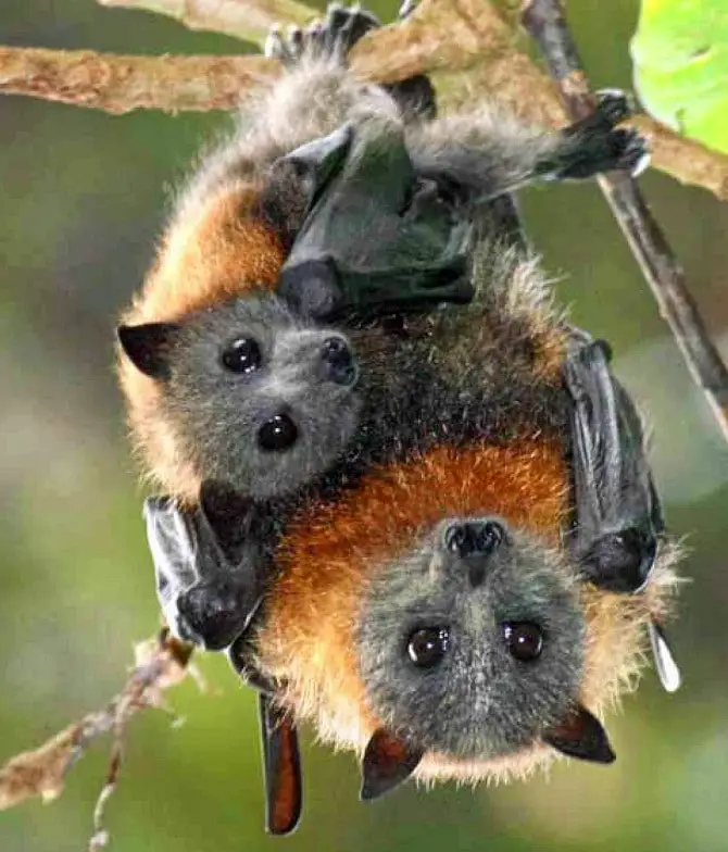 Fruit Bat Family