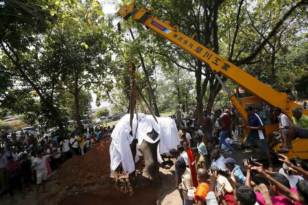 Local villagers prepare to bury the body of elephant Hemantha during a religious ceremony at a Buddhist temple in Colombo March 15, 2016.