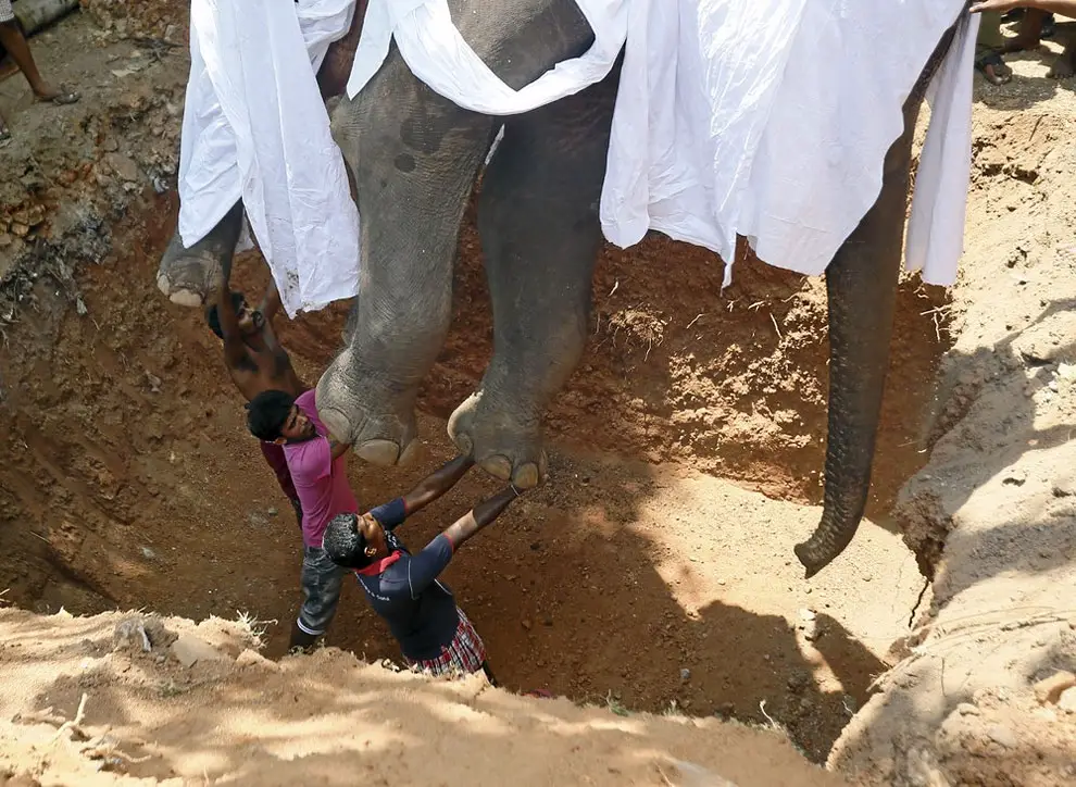 Local villagers prepare to bury the body of elephant Hemantha during a religious ceremony at a Buddhist temple in Colombo