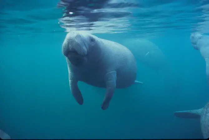 Manatee