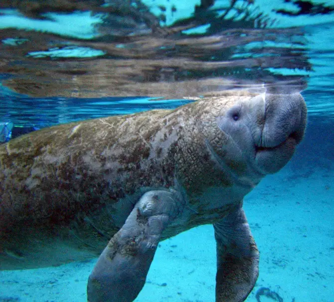 Manatee