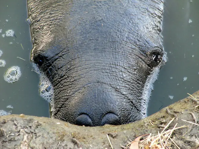 Manatee