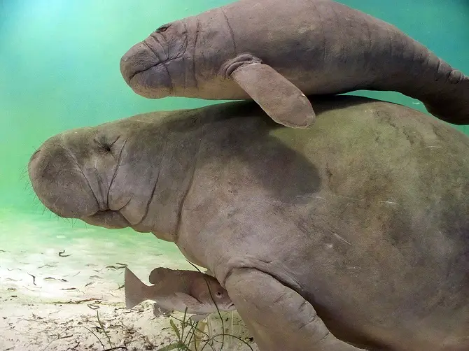 Manatee